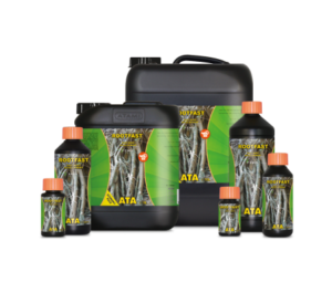 Root Fast – Radicante – ATAMI