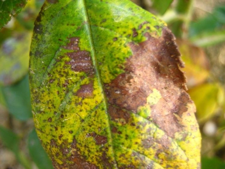 attacchi acari parassiti cura prevenzione
