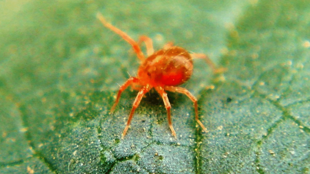 acari parassiti cura prevenzione