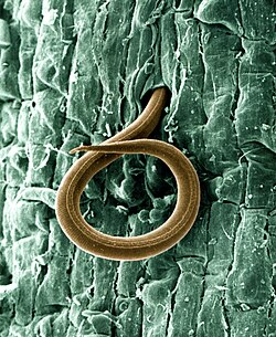 nematodi piante meloidogyne