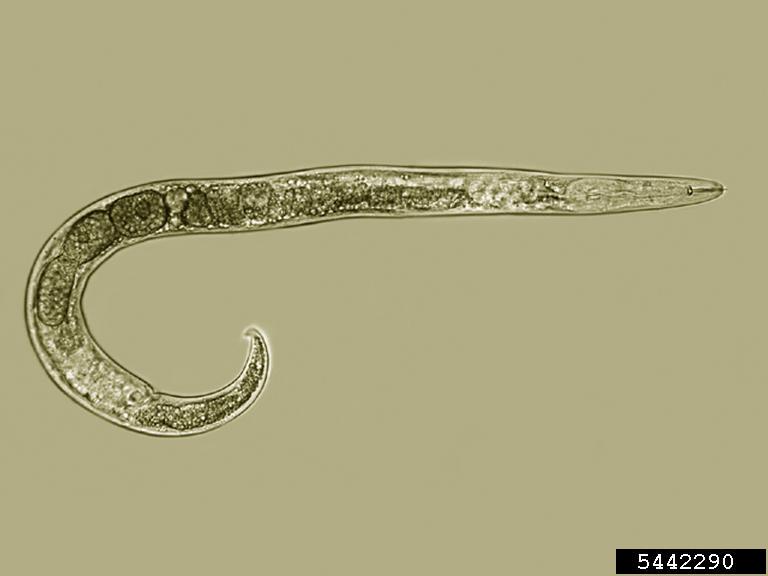 nematodi piante pratylenchus