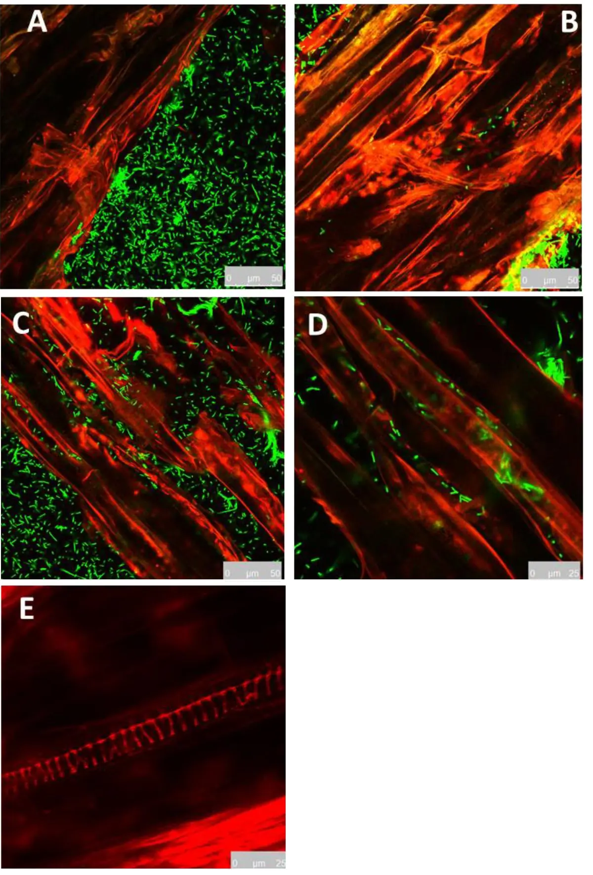 Bacillus subtilis MBI 600 associato alle radici di cetriolo osservate al microscopio confocale